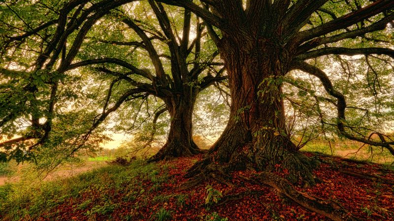 tree, moss, grass, foliage, 4k
