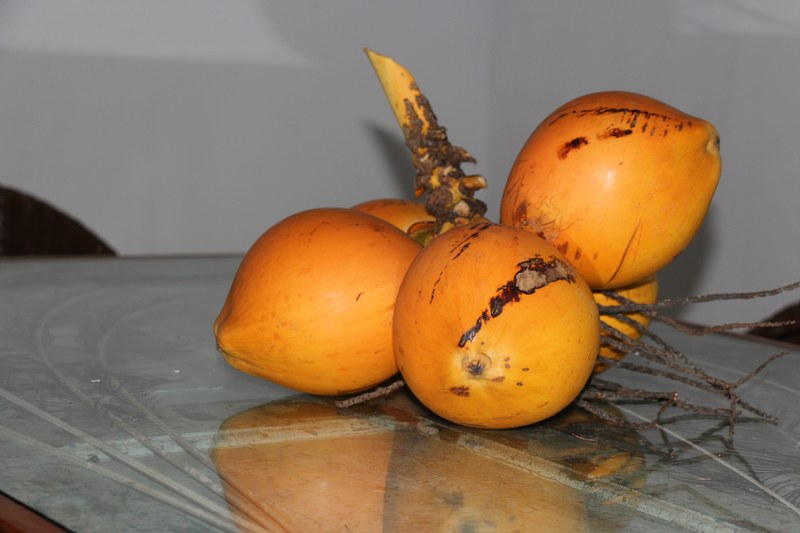 the king of the coconuts 4k