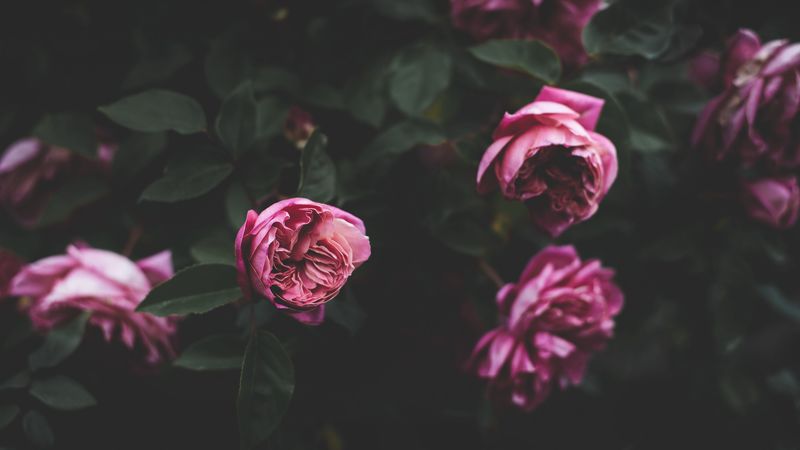 peonies, buds, bush, flowers, 4k