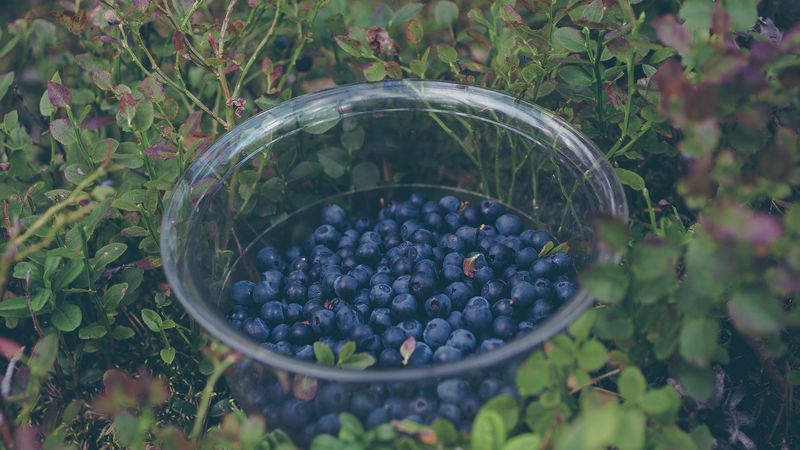 blueberry, berries, plate, collection, 4k
