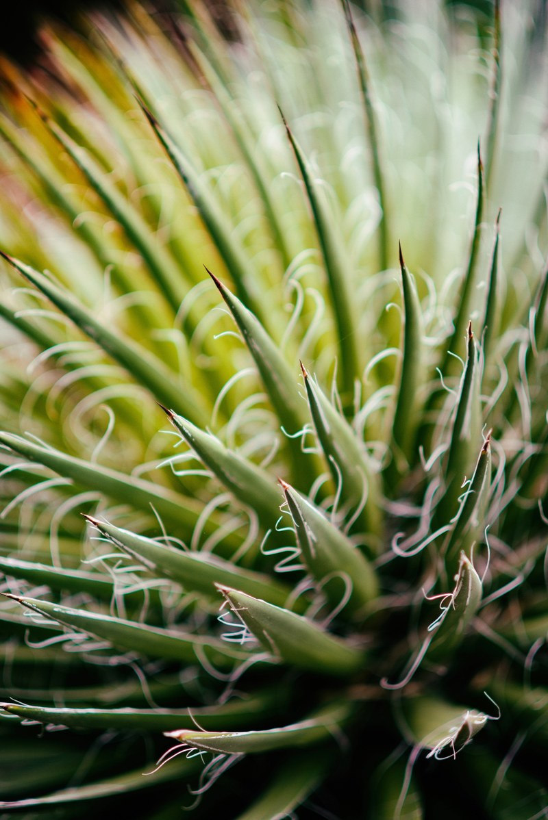 plant succulent spike and nature hd, 4k