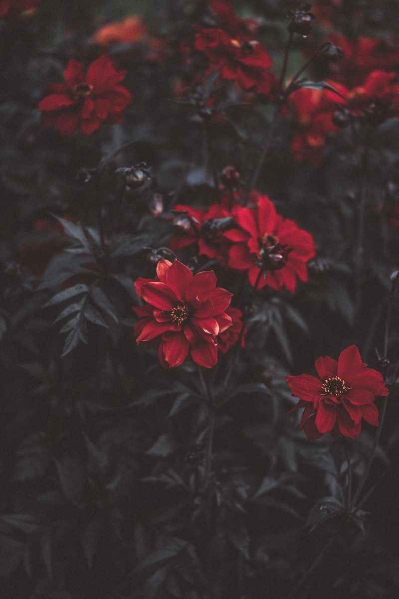 dahlias 4k