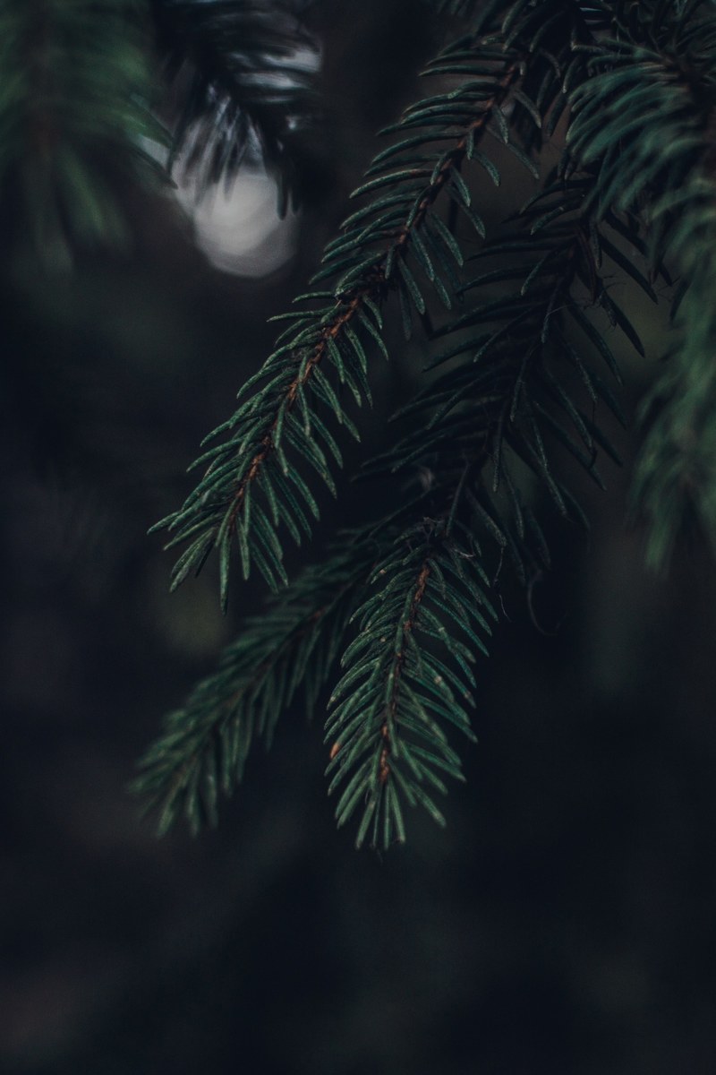 leaf foliage tree and branch hd, 4k