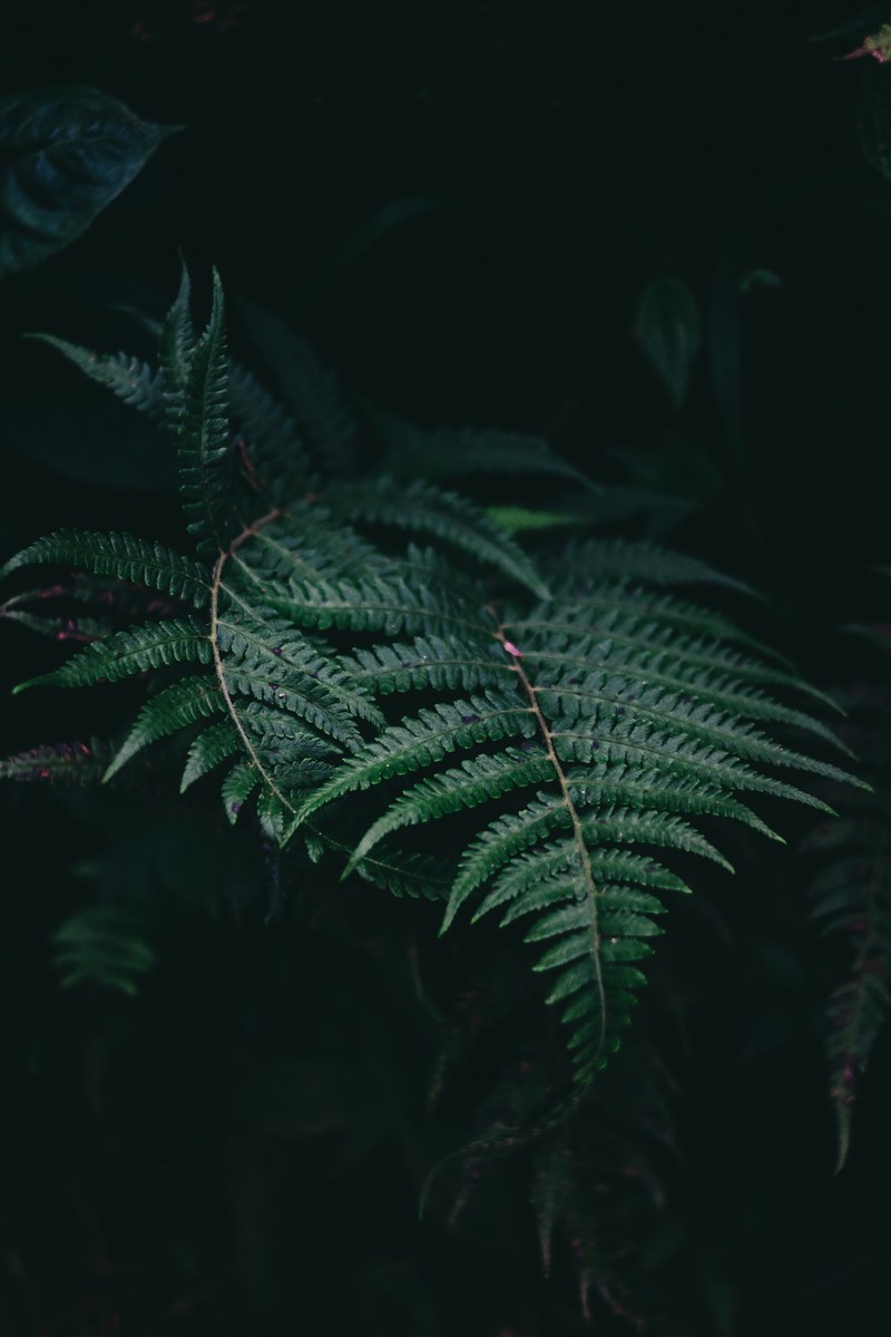 leaf fern plant and green hd, 4k