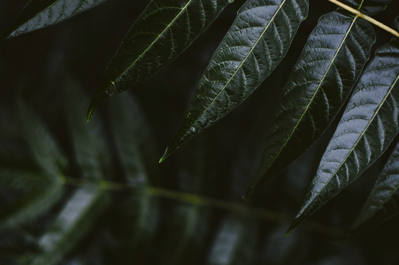 nature forest rain and waterdrop 4k