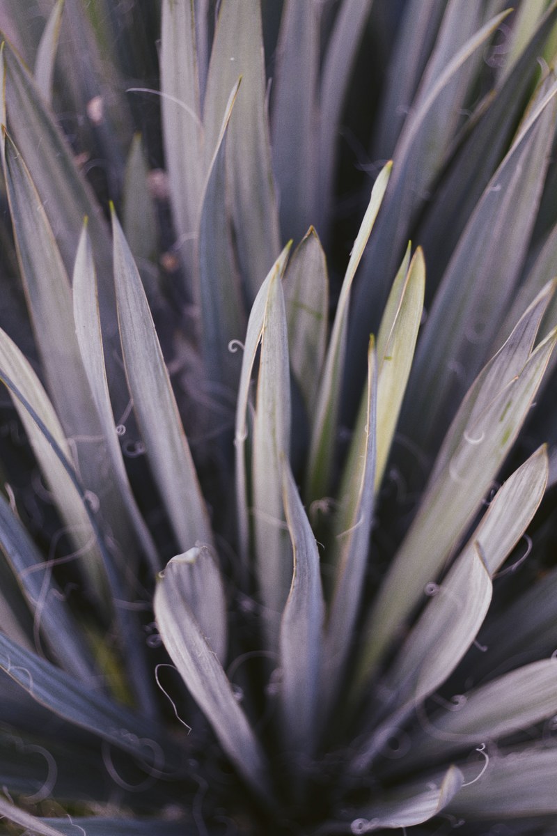 leaves of a green succulent plant in the wild, succulent leaves 4k