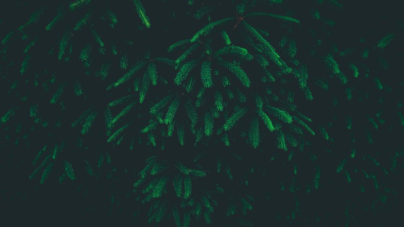 green pine needle and tree 4k