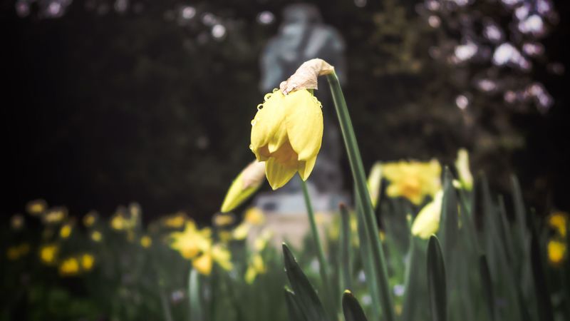 daffodil, flower, flowerbed, spring, 4k