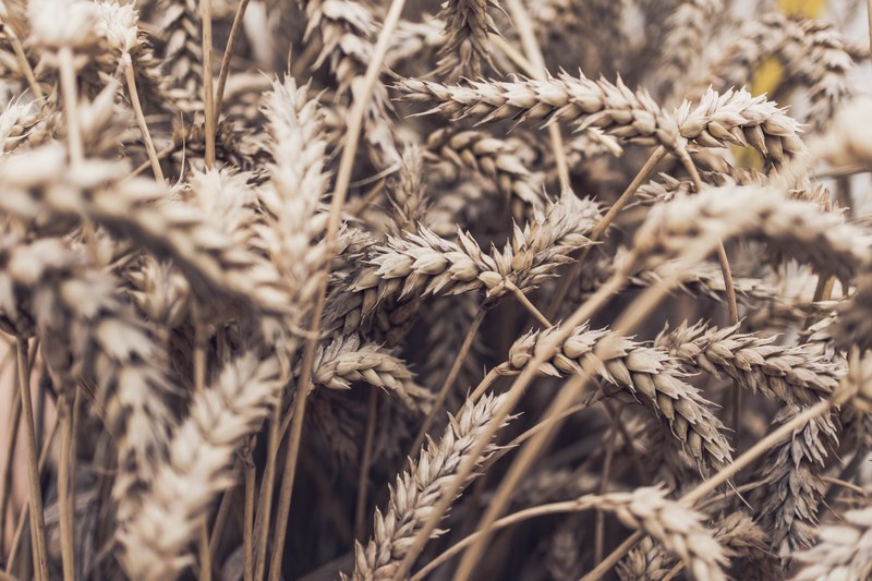 wheat crop kernal and grass 4k