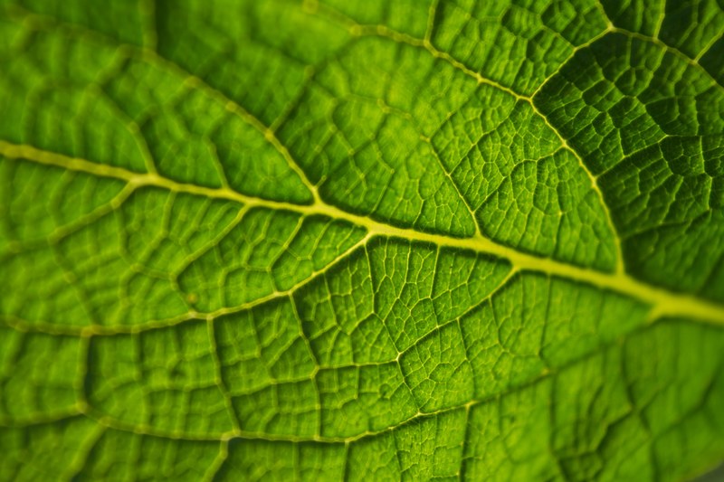 a macro shot of the surface of a translucent green leaf covered with a series of tiny veins, translucent leaf in macro 4k