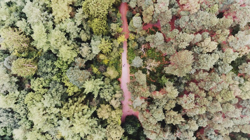 an aerial photo of a path through a forest on red soil, diverse green forest on red soil 4k