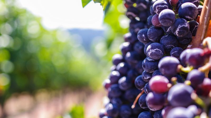 grapes, berries, vine, 4k