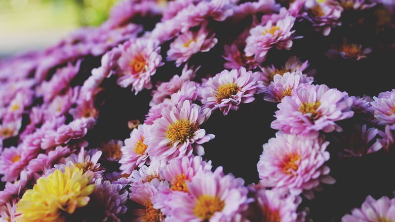 flowers, petals, lilac, 4k