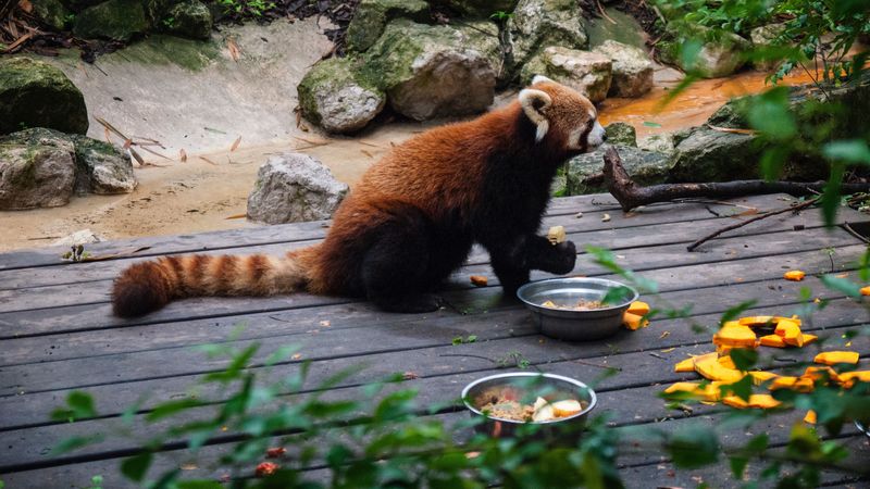 fire panda, zoo, food, 4k