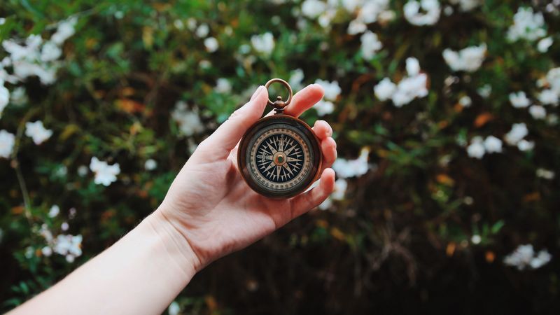 compass, hand, direction, branches, leaves, 4k