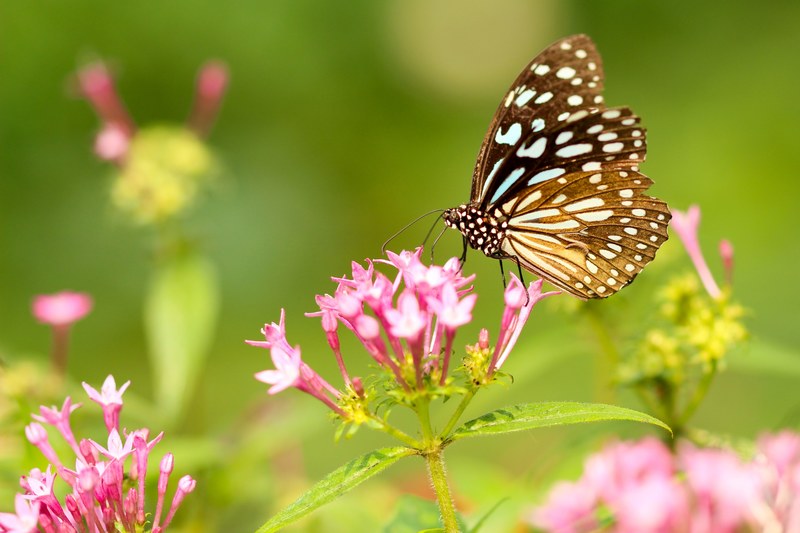 a monarch butterfly on top of pink flowers, butterfly on pink flowers 4k