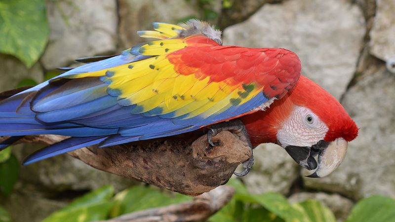 parrot, macaw, bird, colorful, 4k