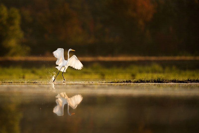 dawn egret 4k
