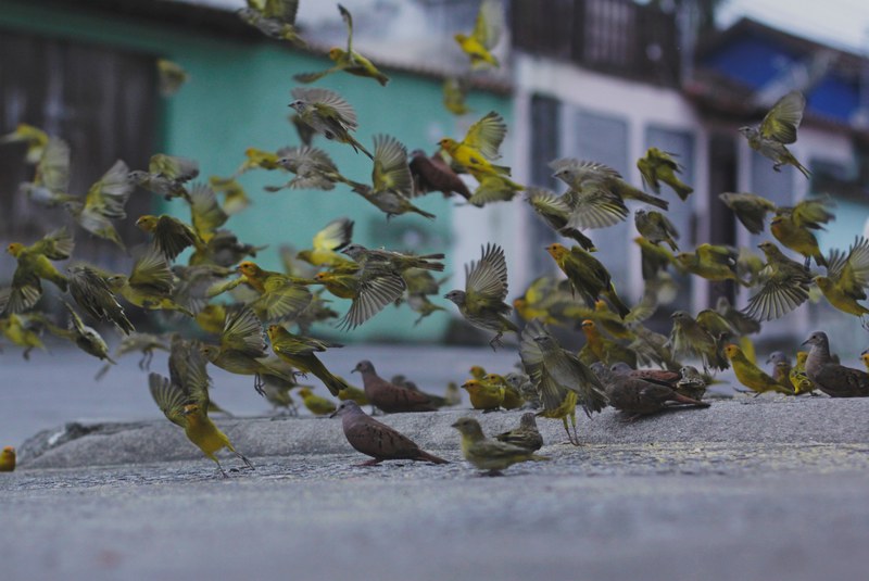 bird taking flight flying and wing 4k