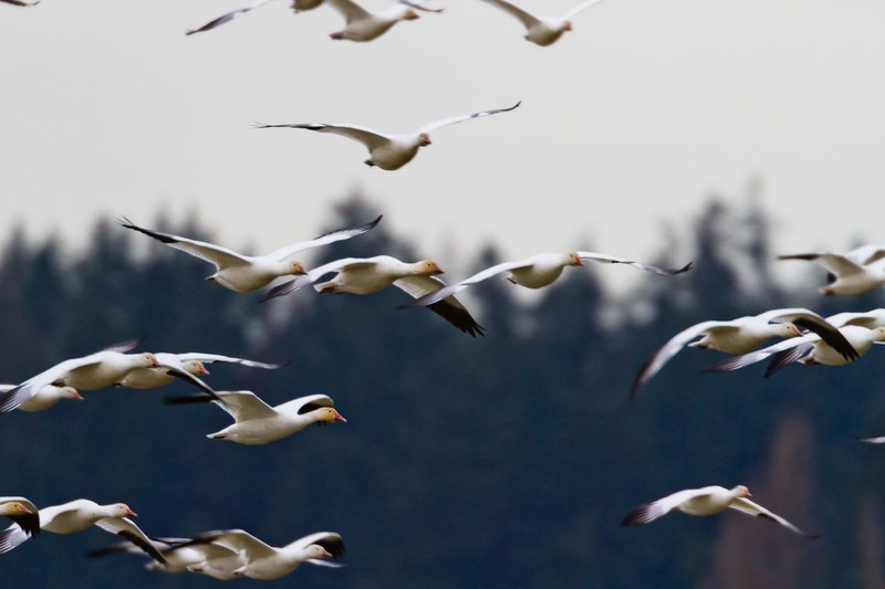 bird flying wing and flock 4k