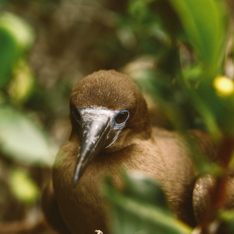 small brown bird with black beak macro in dense green foliage, small brown bird foliage 4k