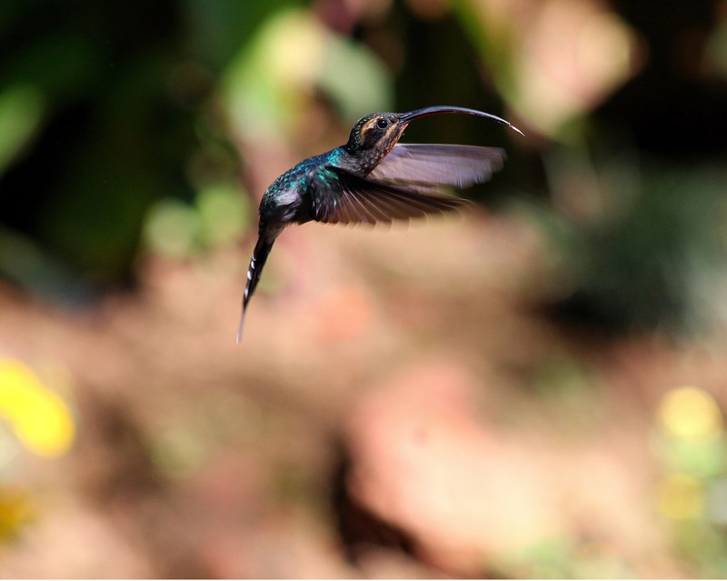 hummingbird with a long beak flies through the air, fluttering hummingbird 4k