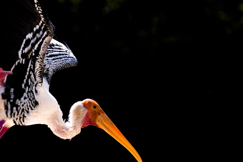 stork spreads its wings to fly in the wild, colour in darkness 4k
