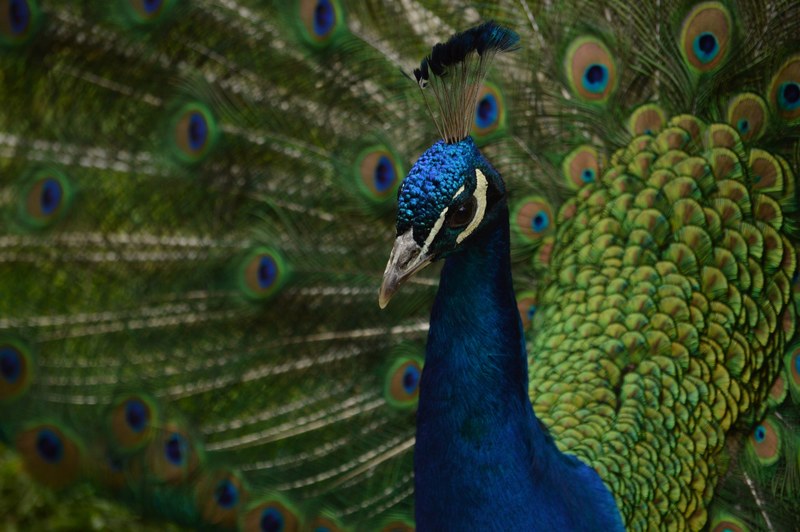 peacock with blue and green feathers proudly displays its plumage, peacocking 4k
