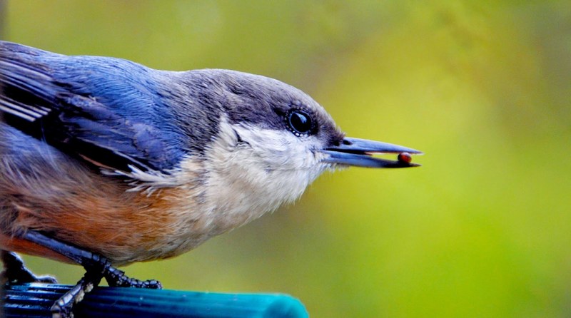 a close up of a small blue and orange bird clutching a tiny seed in its beak, bird with a tiny seed 4k