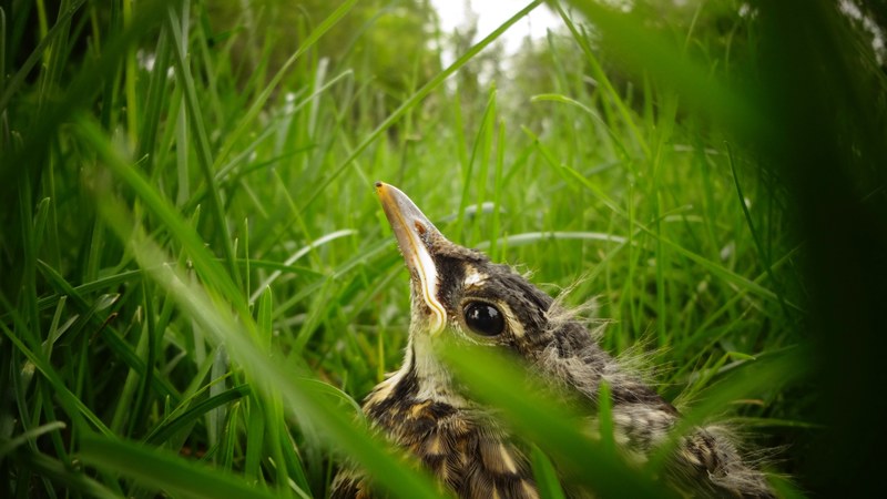 baby bird hiding in the grass, hidden baby bird 4k