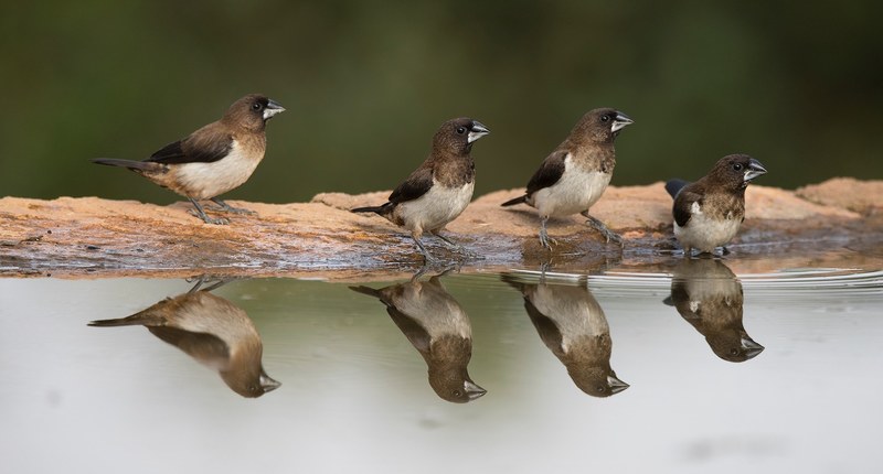 four sparrows in a row beside a puddle looking on the side sitting on a rock edge, four birds and reflections 4k