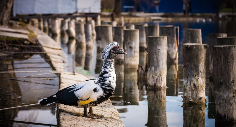 bird water bucharest and city 4k