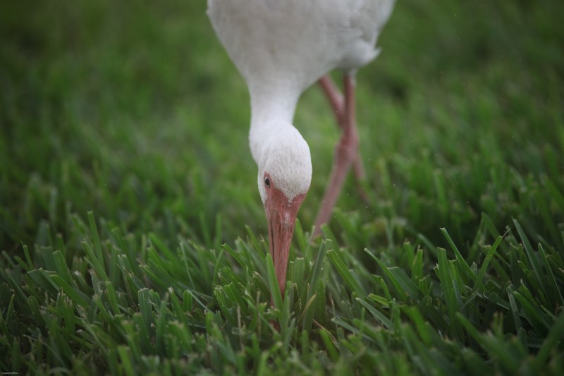 a stork with pink beak and white feathers bending over to eat some grass, stork eating grass 4k
