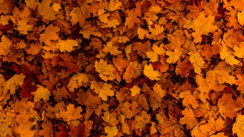 leaves, autumn, yellow, 4k