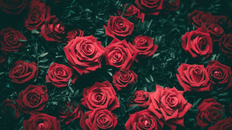 roses, bushes, red, buds, 4k