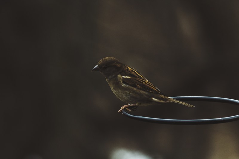 bird perched on the edge of a hoop, bird on hoop 4k