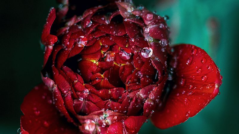 red, flower, drops, close-up, 4k