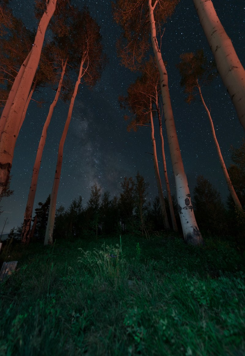 forest tree night and aspen hd, 4k