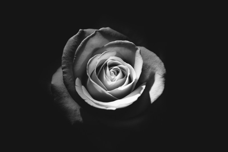 black and white rose fully bloomed against a black background, rose in full bloom 4k