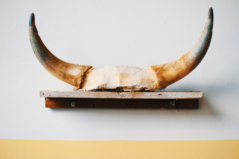 horn skull decor and wall 4k