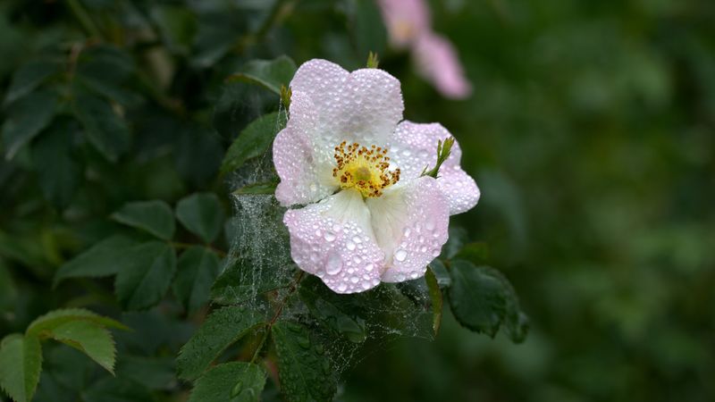 dogrose, dew, flower, drop, web, 4k