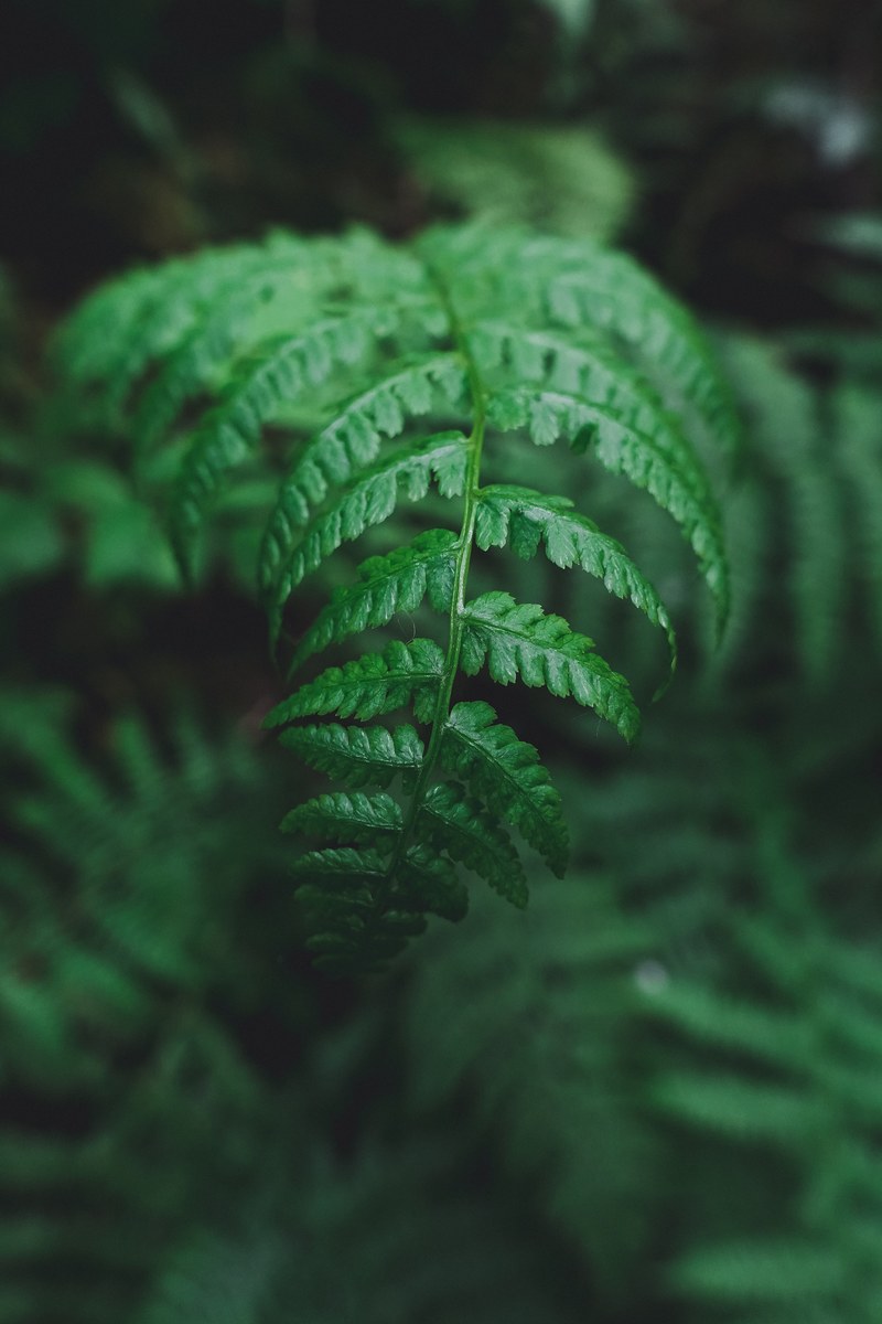 fern focus 4k