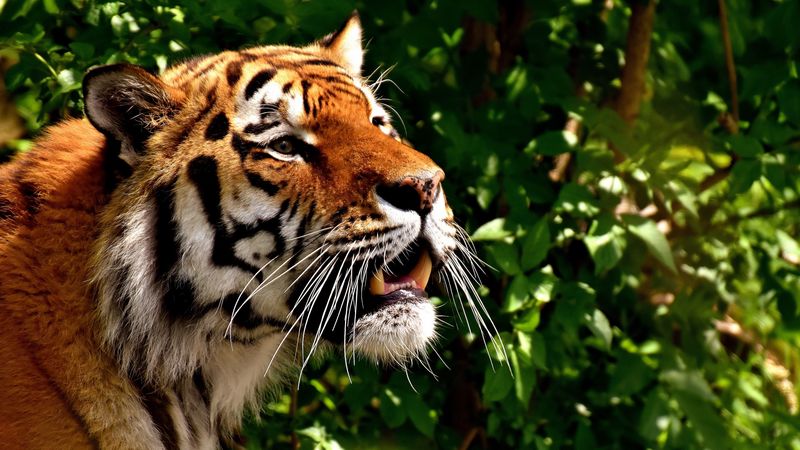 tiger, predator, big cat, 4k