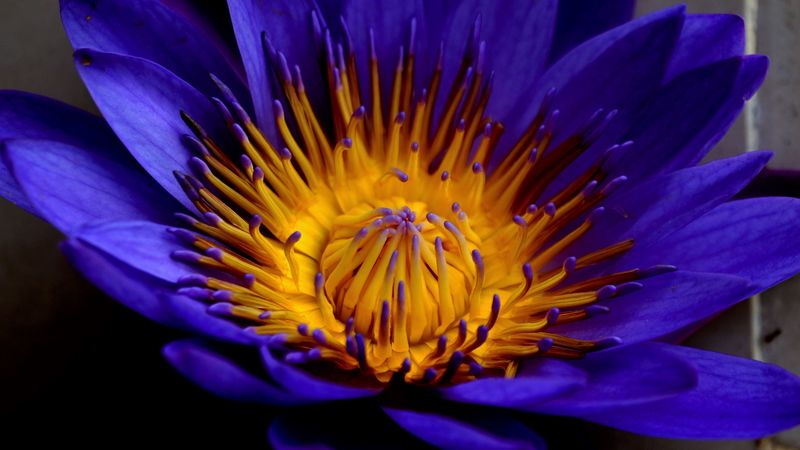 blue lotus, star lotus, water lily star, petals, bud, 4k