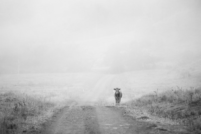 calf country road road and black and white 4k