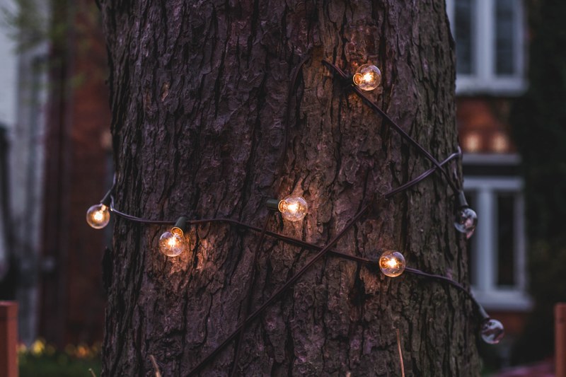 tree light tree trunk and trunk 4k