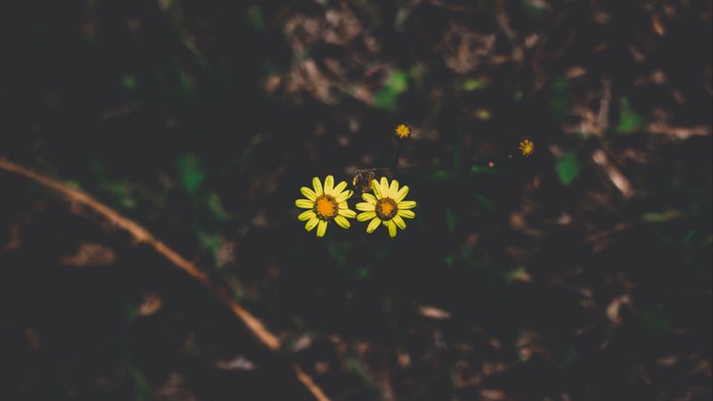 flowers, couple, stem, dark background, 4k
