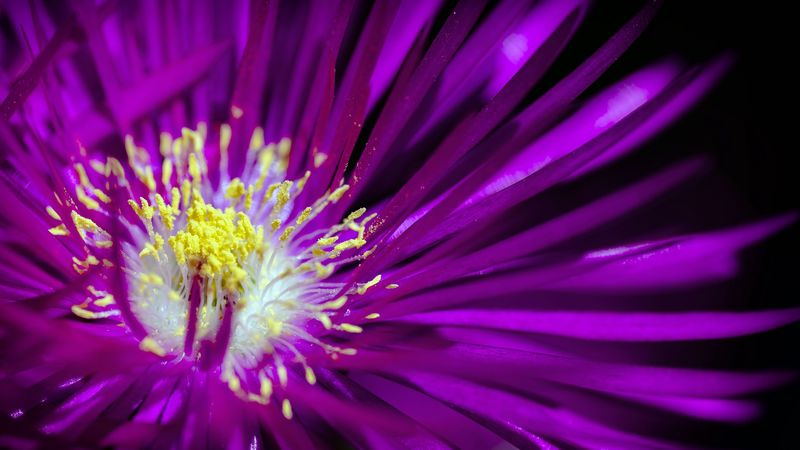 flower, pollen, petals, 4k
