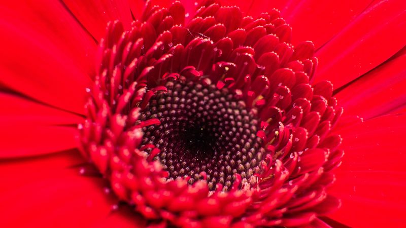 flower, bud, red, close-up, petals, 4k