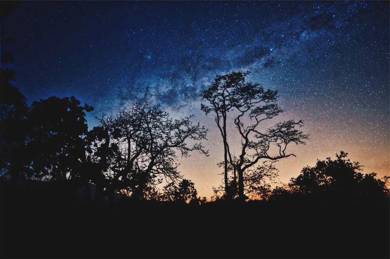 colorful starry sky over silhouettes of trees, milky way at masinagudi 4k